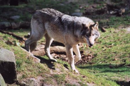 Le loup