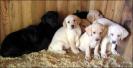 Labradors