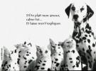 Chien et chatons