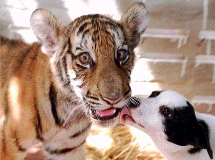 tigre et chien